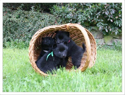 Dorky - New photos of pups
