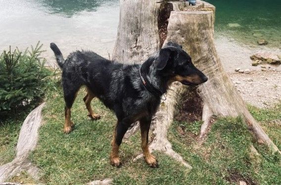 Gris Éminence Dorky