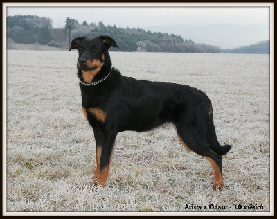 Dorky - New photo of Arista