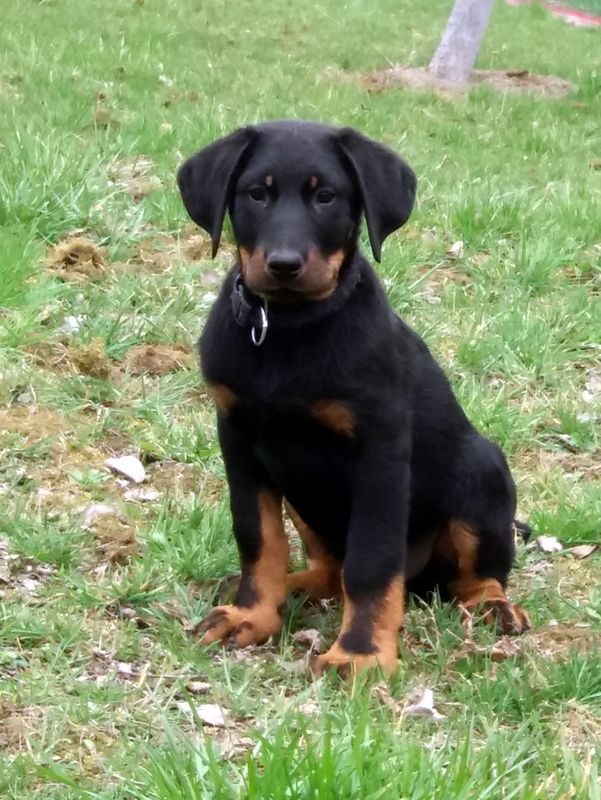 Dorky - 3 months old male for sale!