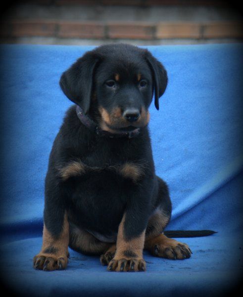 Dorky - Puppies 7 weeks old