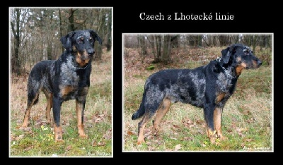 Dorky - Czech z Lhotecké linie - Elite A