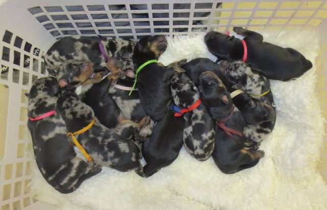 Dorky - Puppies