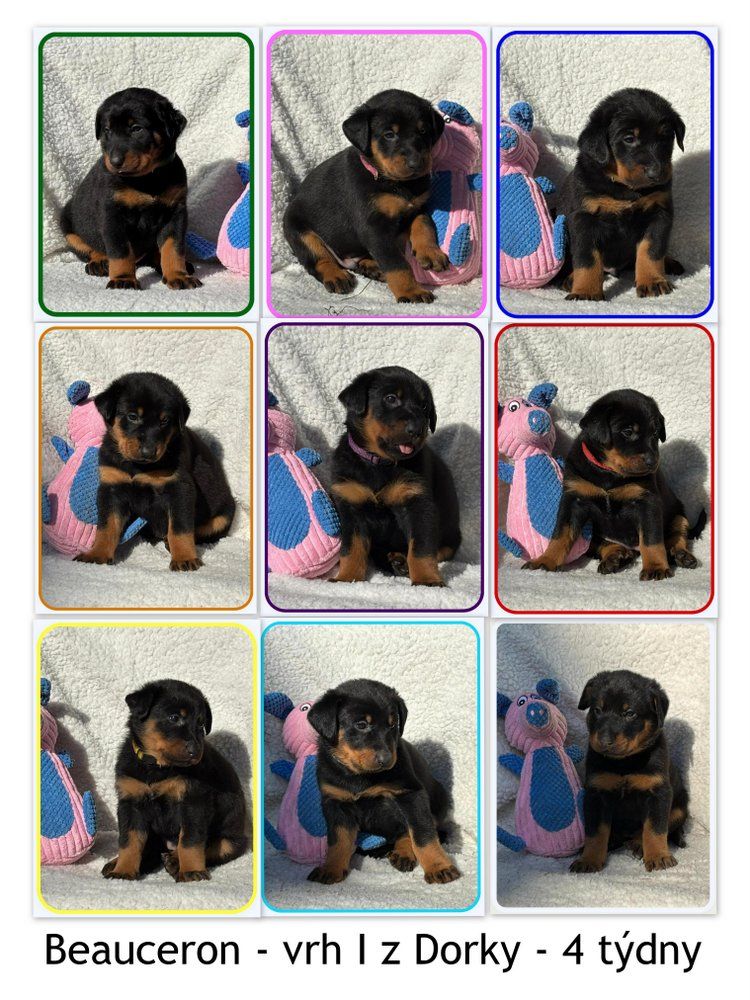 Puppies are 4 weeks old.