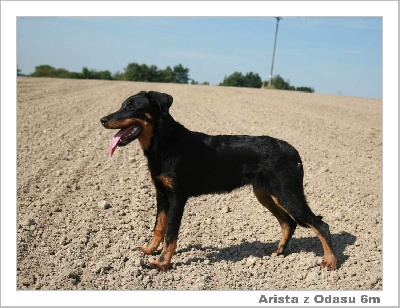 Dorky - New photos of Arista