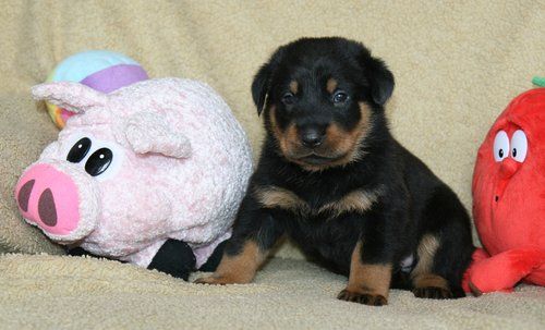 Dorky - Puppies are 3,5 weeks old