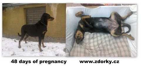 Dorky - 48 days of pregnancy
