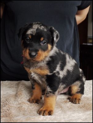 Dorky - Puppies are 4 weeks old