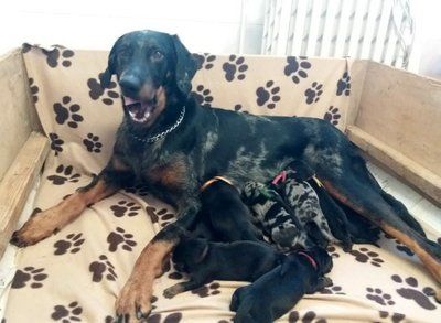Dorky - Puppies!!!!