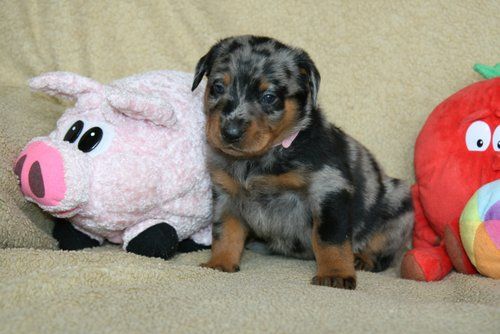 Litter F 3,5 weeks old