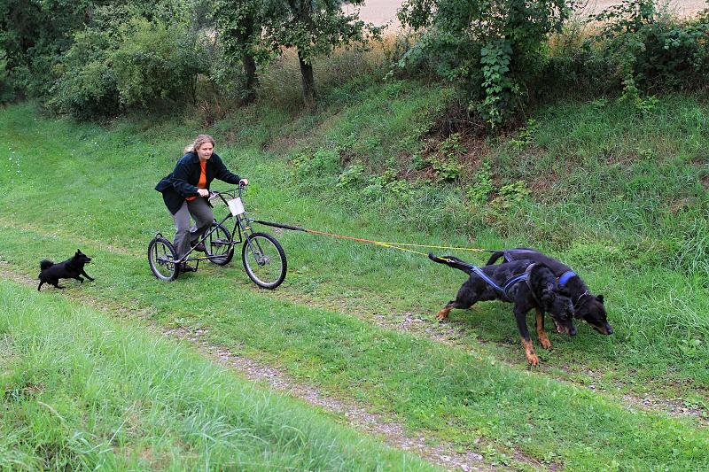 Beaucerons and schipperkes