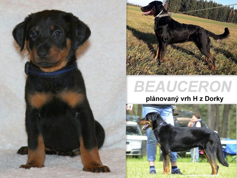 Litter H z Dorky - beauceron puppies