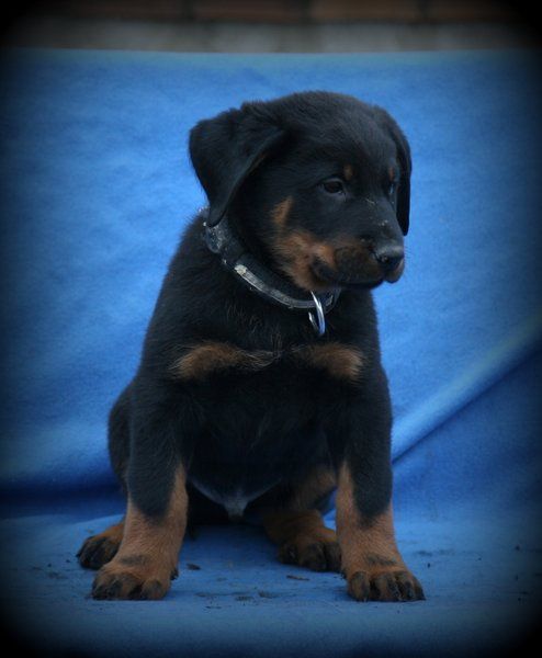 Litter F - 7 weeks old