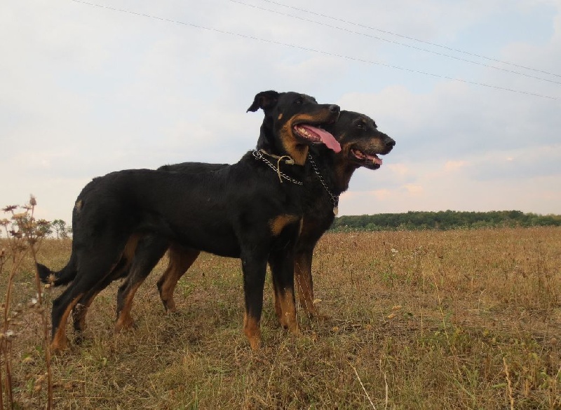 Czech and Arista 2015