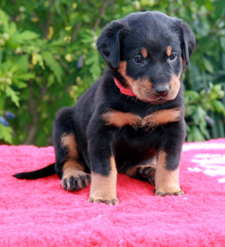 Litter H z Dorky - 4 weeks old