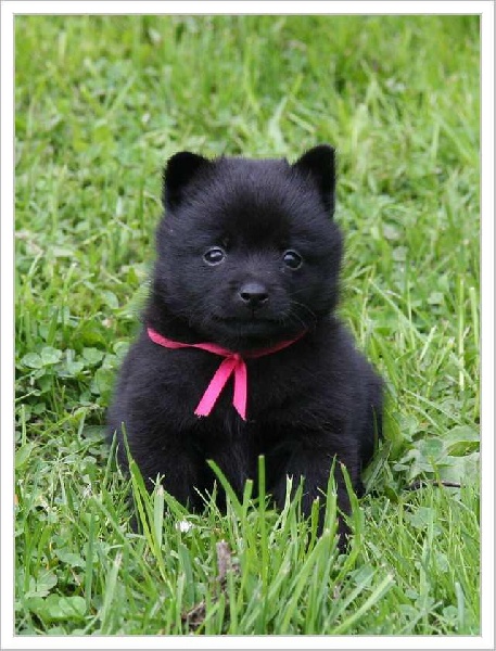 Litter C z Dorky - 5 weeks