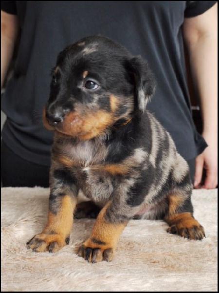 Litter E - 4 weeks