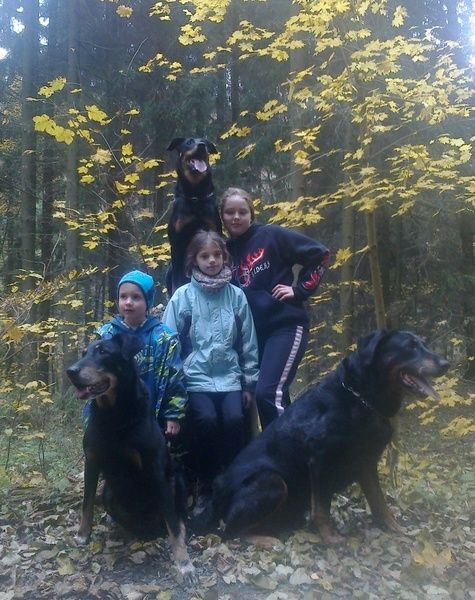 Autumn trip with dogs