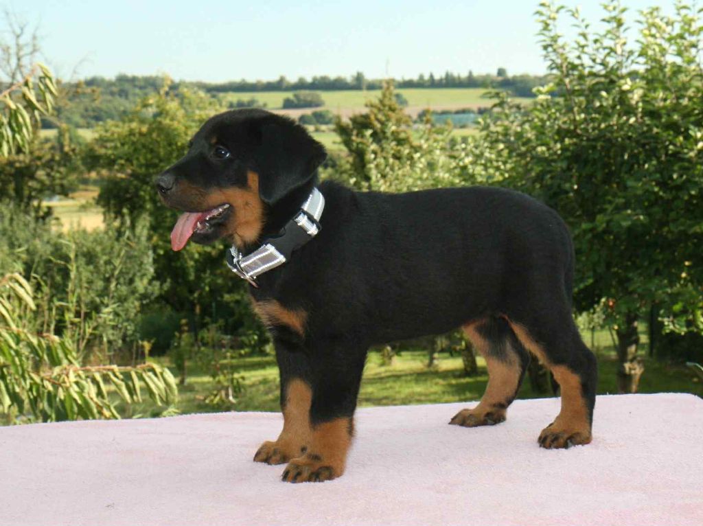 Dorky - Chiots disponibles - Berger de Beauce