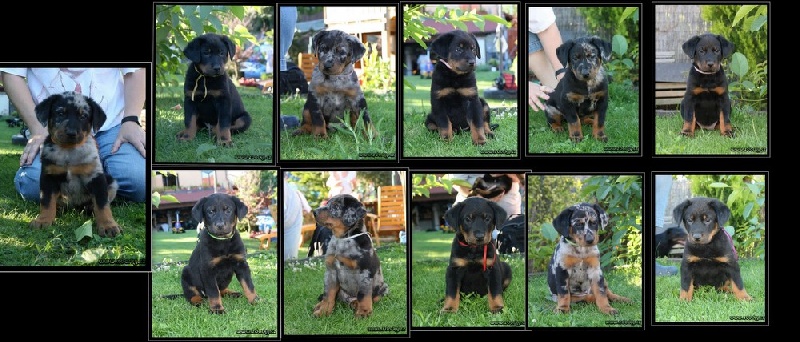 Dorky - Berger de Beauce - Portée née le 14/05/2011