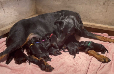 CHIOT
