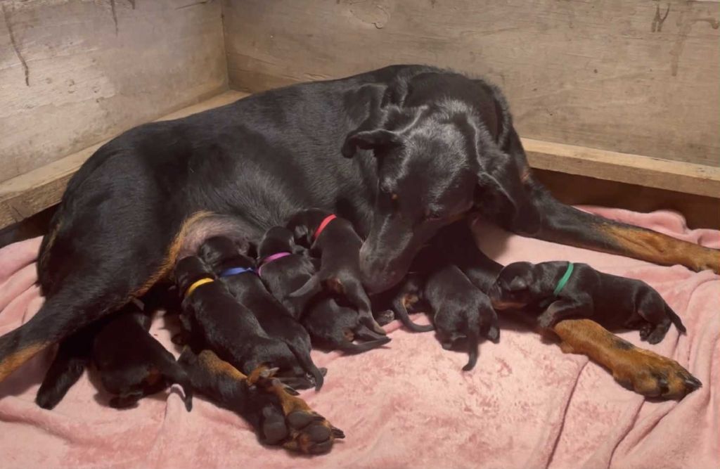 Dorky - Chiots disponibles - Berger de Beauce